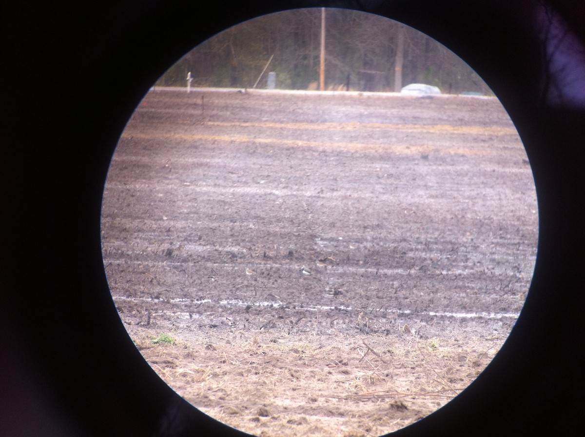 Northern Lapwing - ML643144167