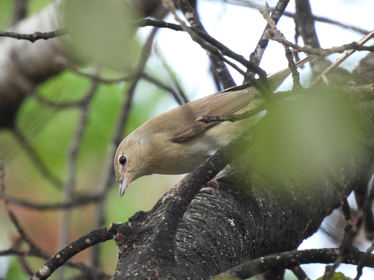 Garden Warbler - ML643144172