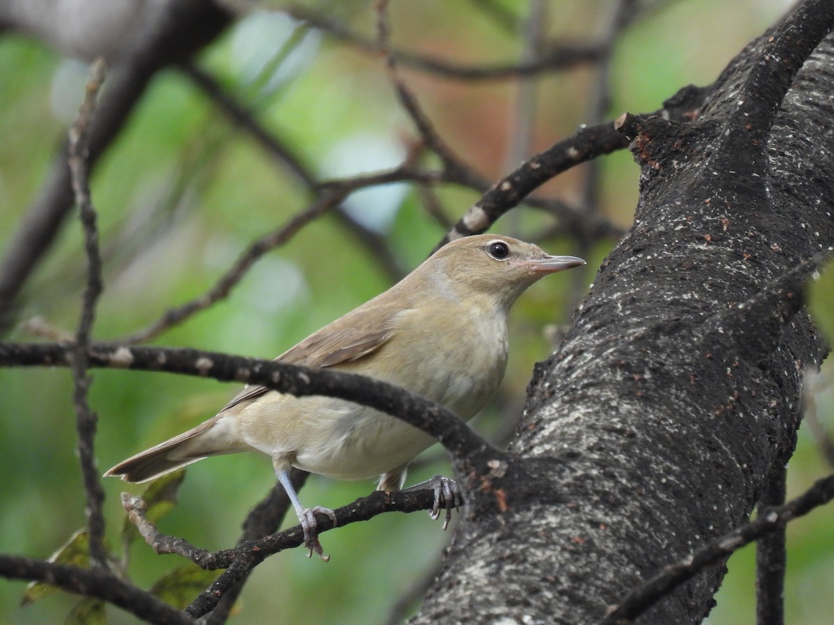 Garden Warbler - ML643144175