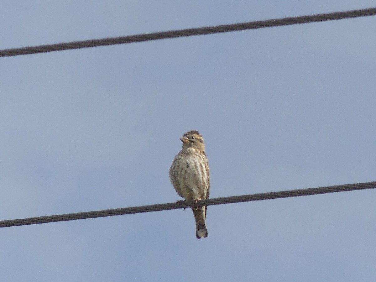 Rock Sparrow - ML643144176