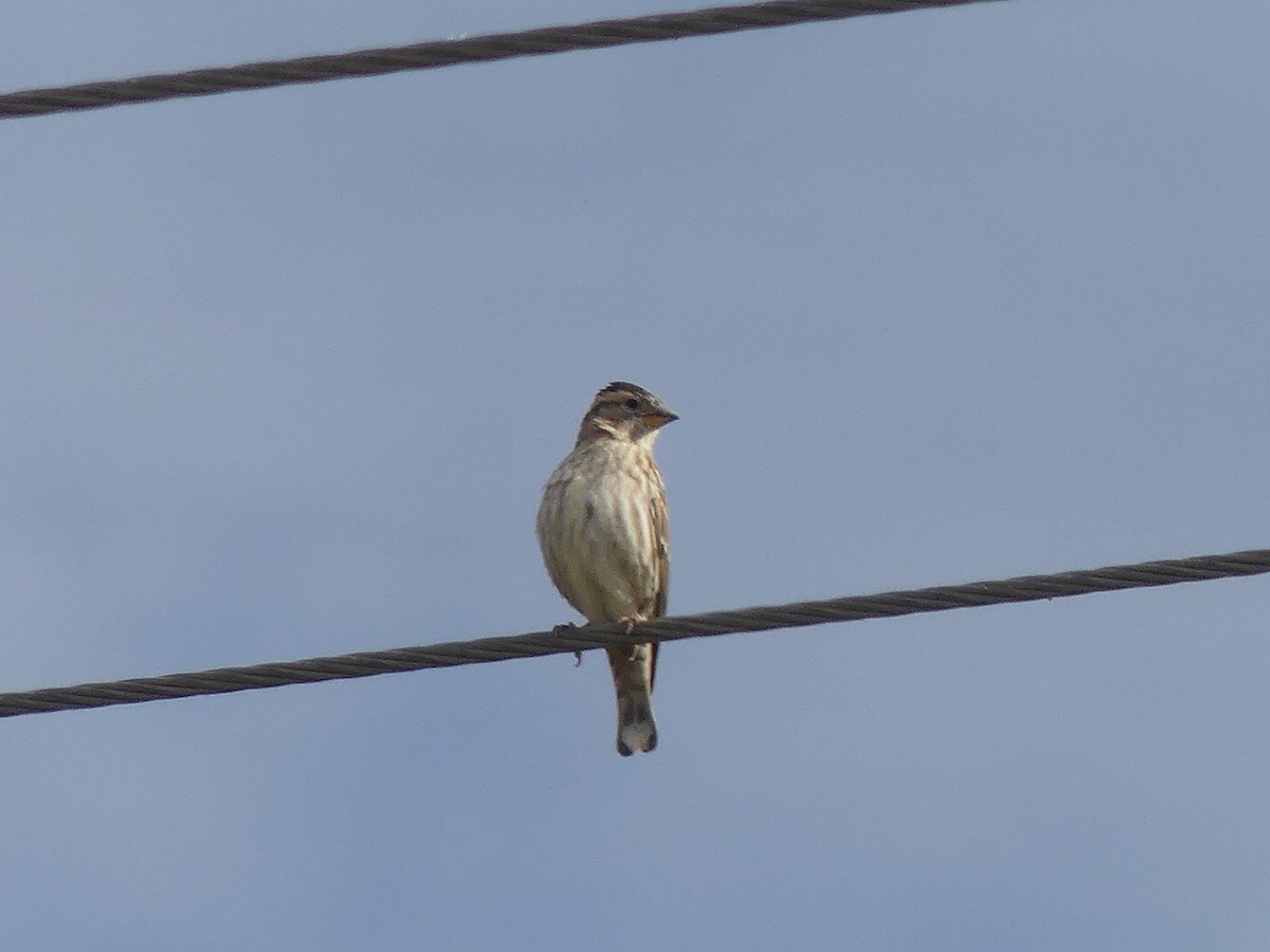 Rock Sparrow - ML643144177
