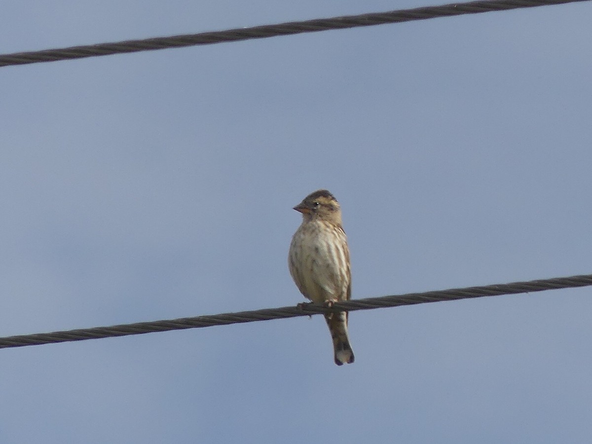 Rock Sparrow - ML643144178