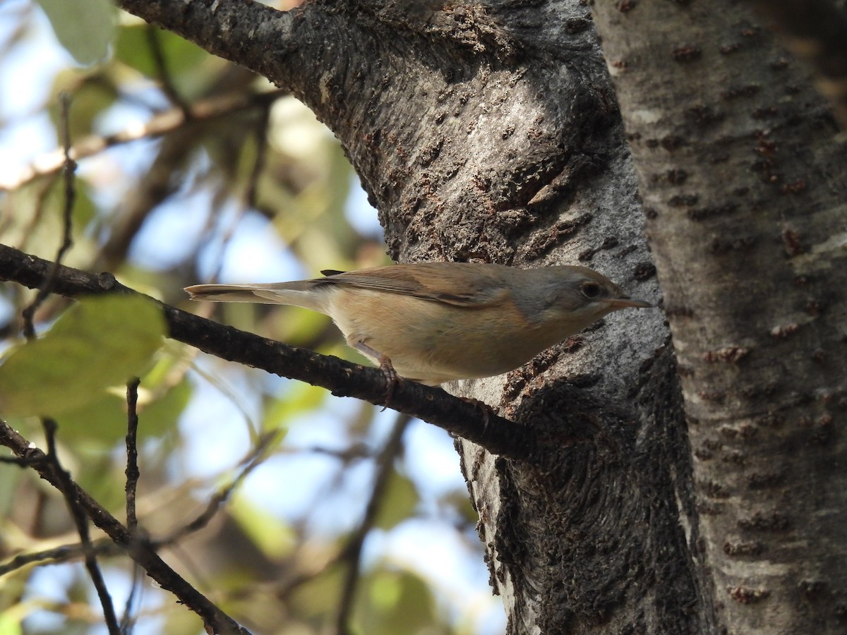 Western Subalpine Warbler - ML643144186