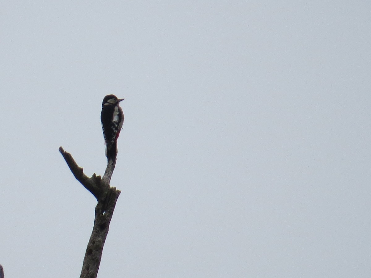Great Spotted Woodpecker - ML643144191