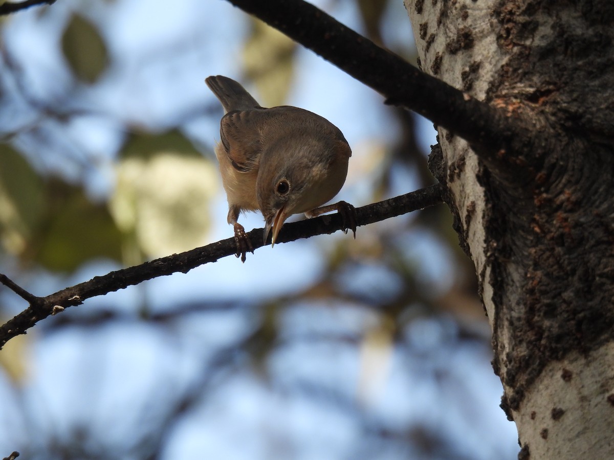 Western Subalpine Warbler - ML643144192