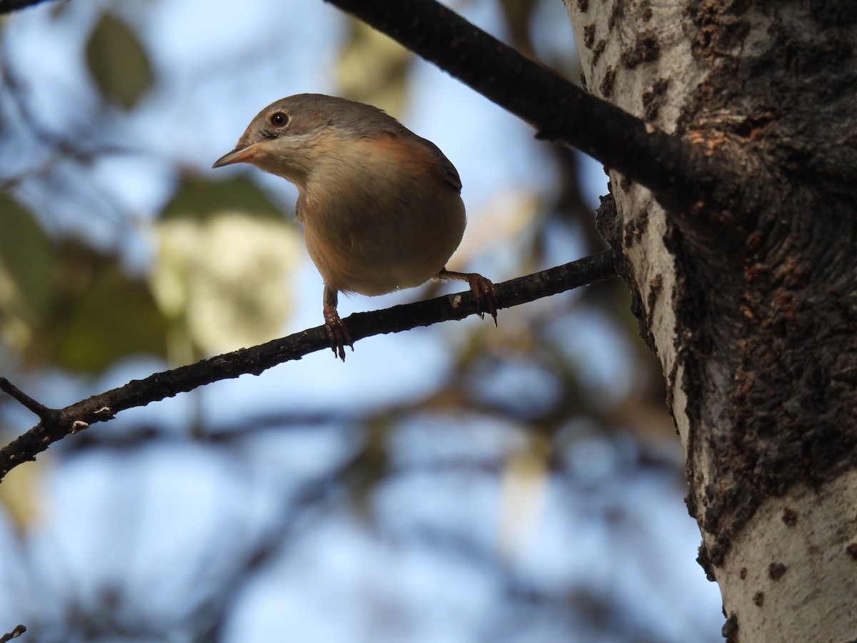 Western Subalpine Warbler - ML643144199