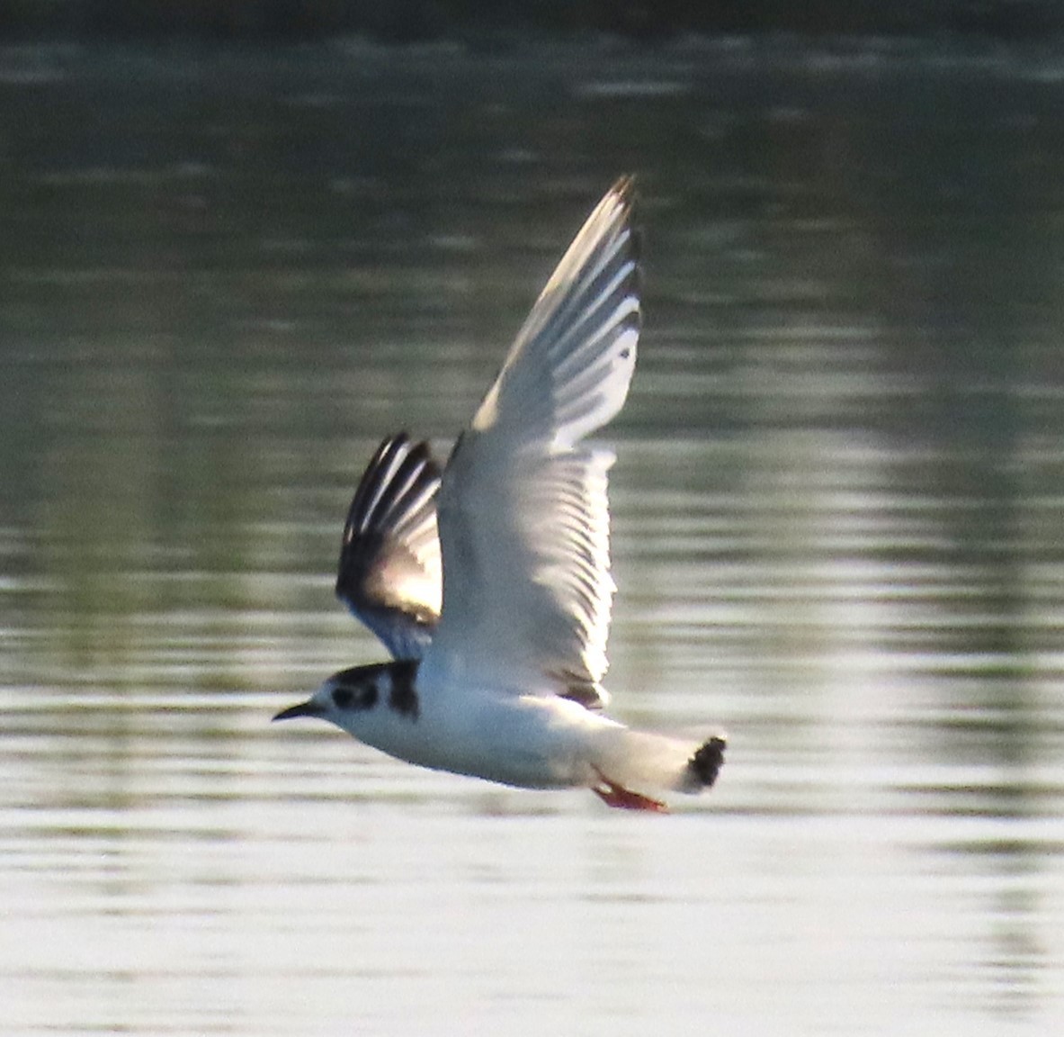 Little Gull - ML643144200
