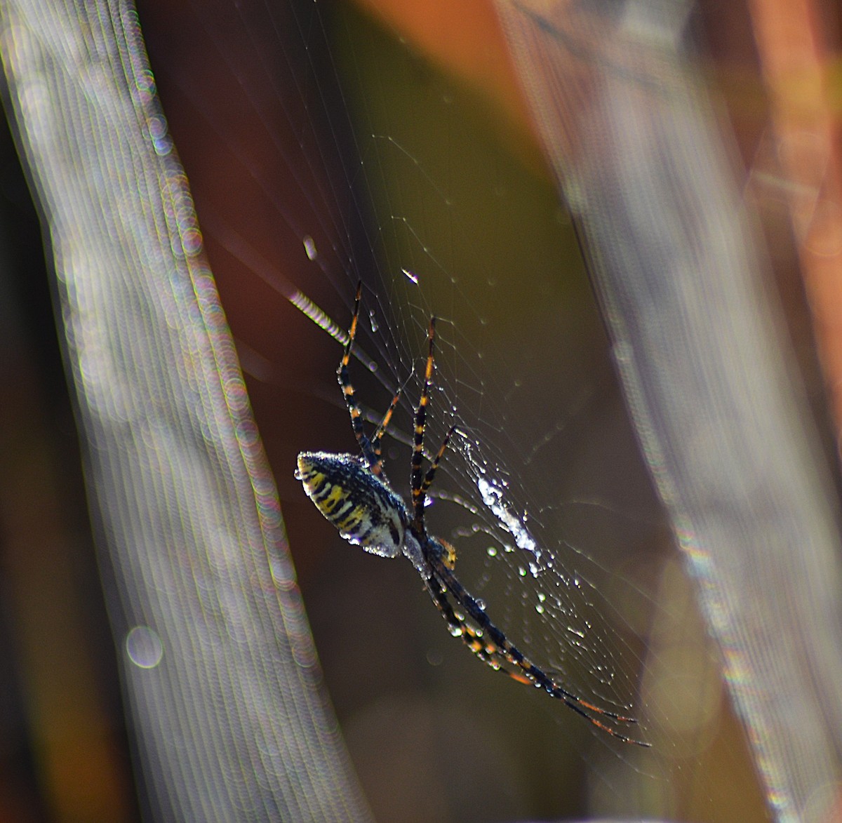 Banded Garden Spider - ML643144203