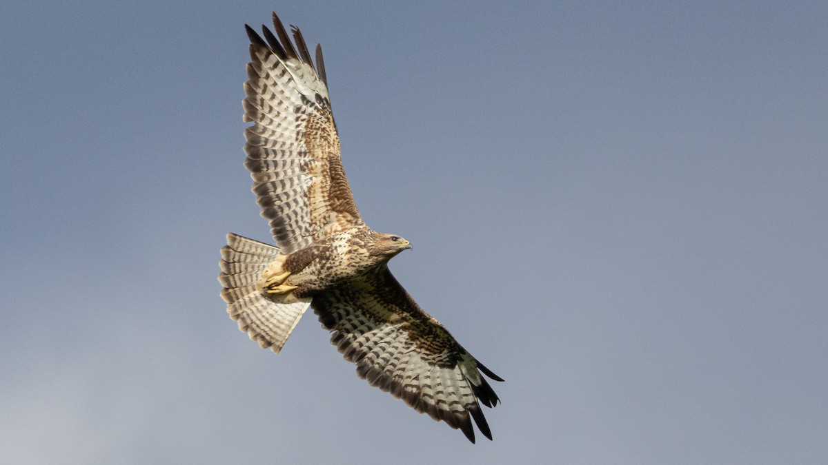 Common Buzzard - ML643144206