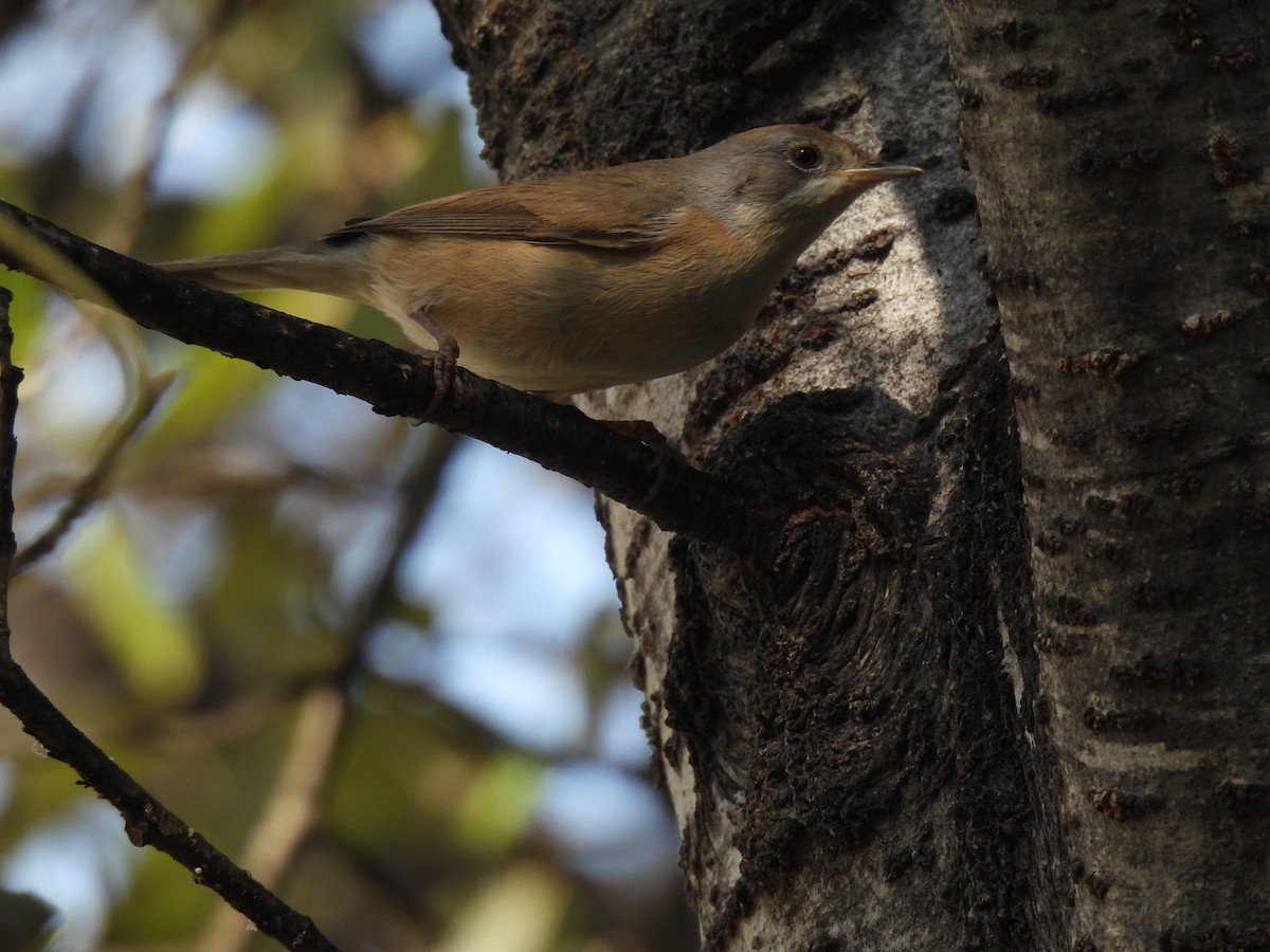 Western Subalpine Warbler - ML643144208