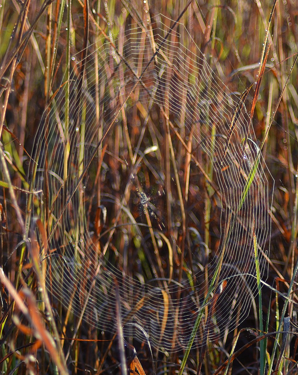 Banded Garden Spider - ML643144214