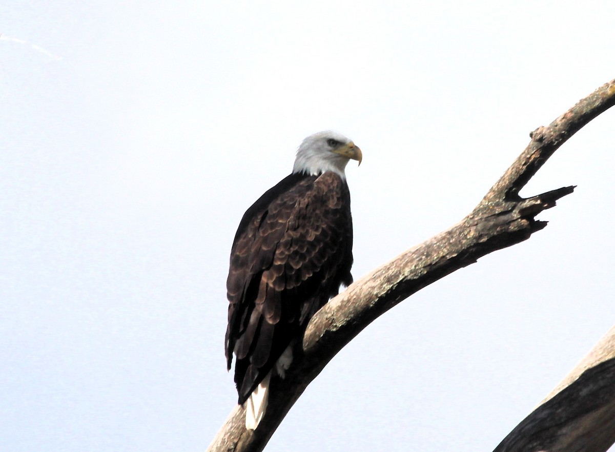 Bald Eagle - ML643144234