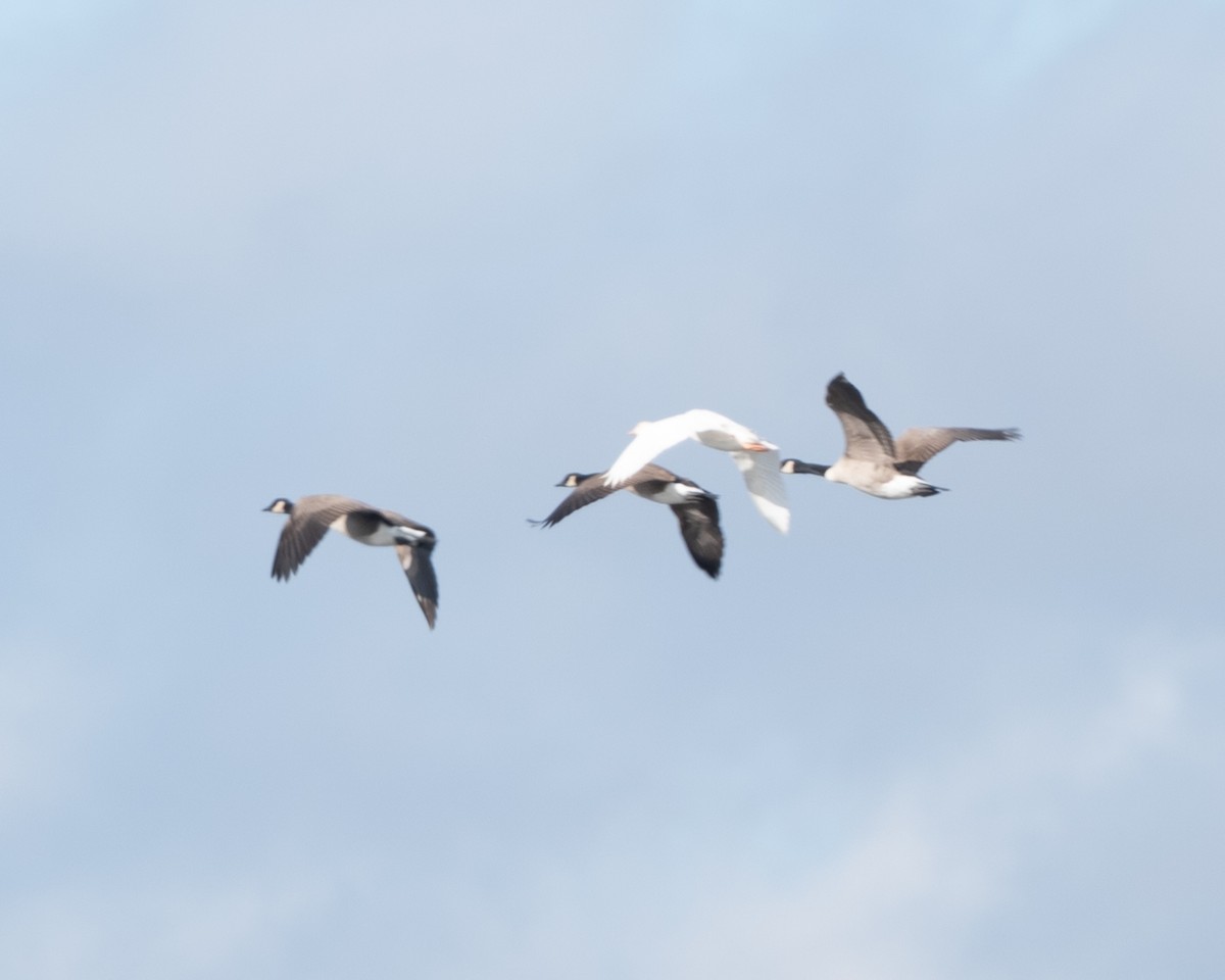 berneška velká - ML643144236