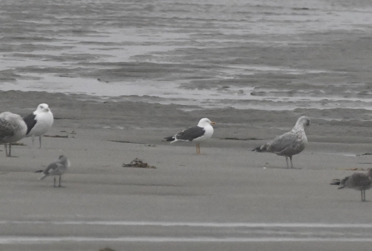 Lesser Black-backed Gull - ML643144240