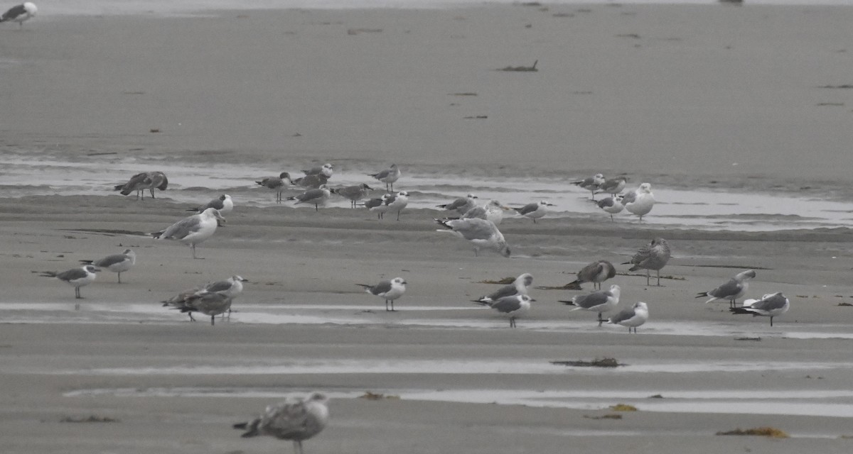 Laughing Gull - ML643144241