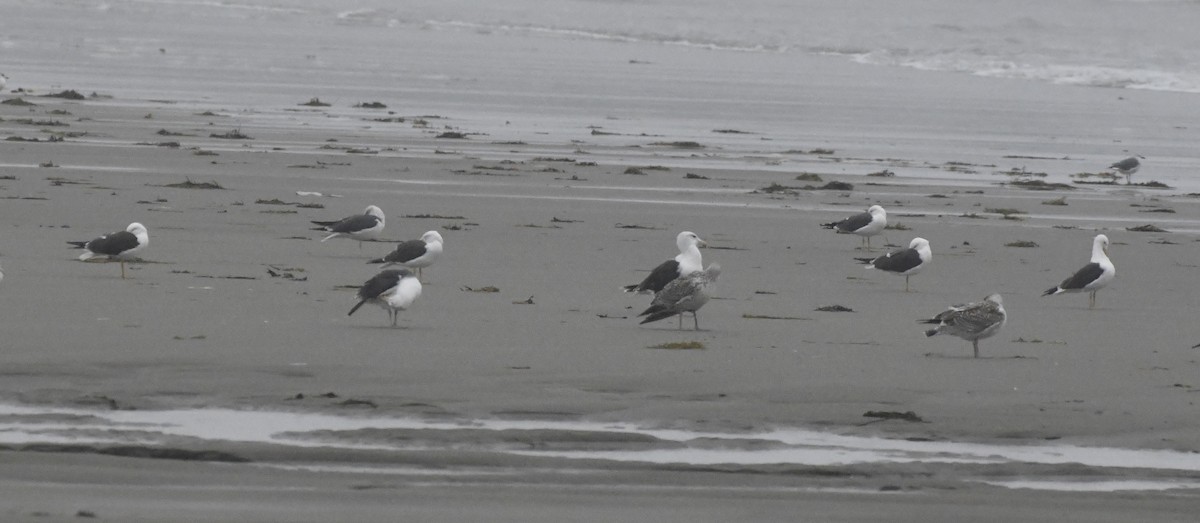 Lesser Black-backed Gull - ML643144242