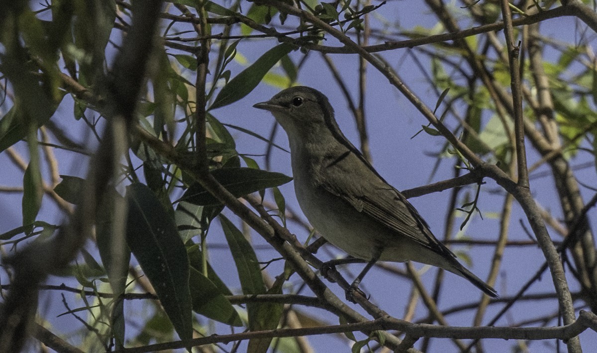 Garden Warbler - ML643144250