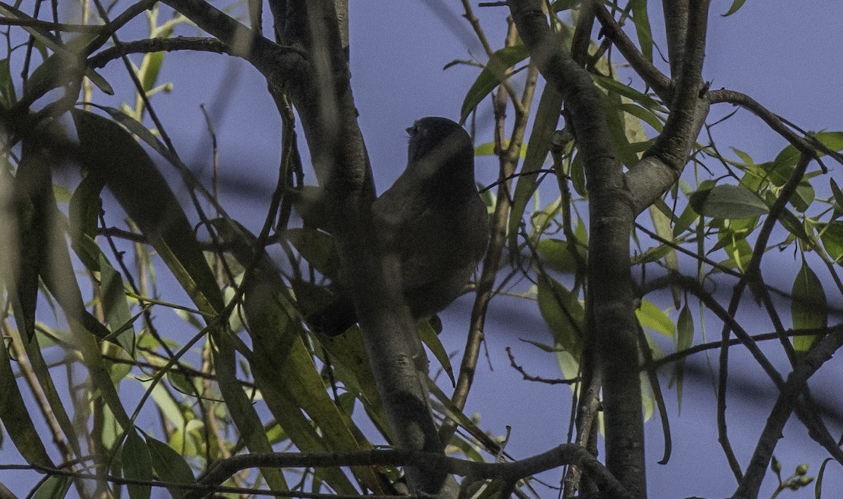 Garden Warbler - ML643144251