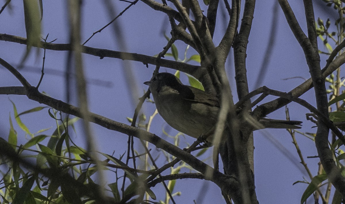 Garden Warbler - ML643144257