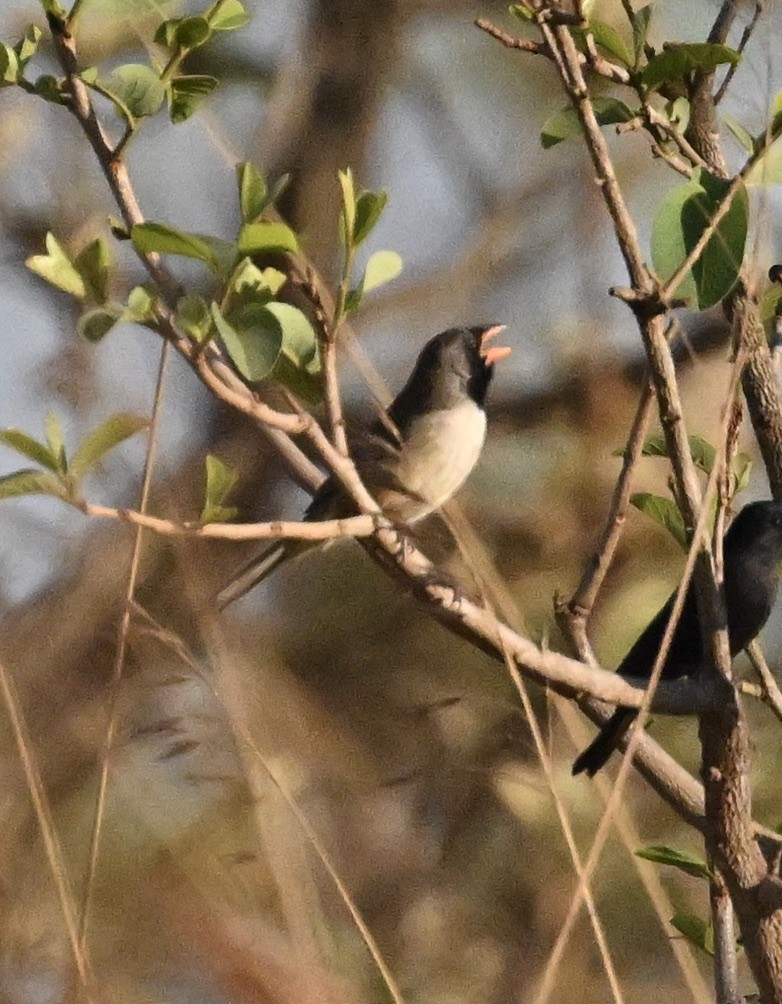 Black-throated Saltator - ML643144258