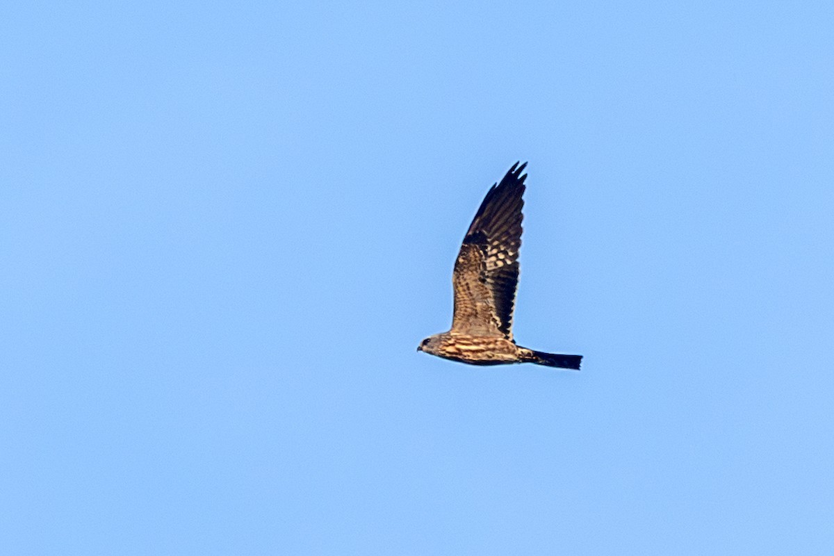 Mississippi Kite - ML643144263