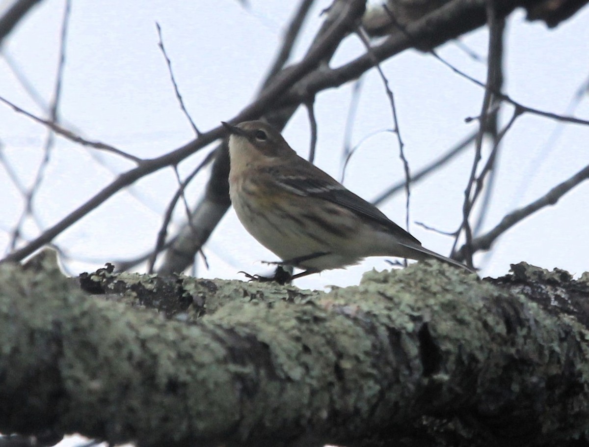 Yellow-rumped Warbler - ML643144267