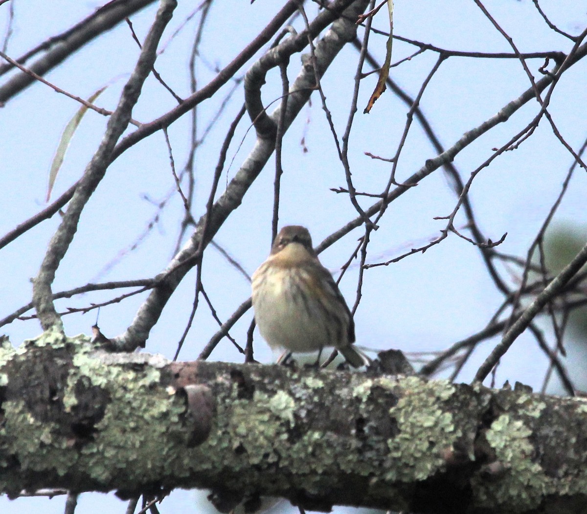 Yellow-rumped Warbler - ML643144268