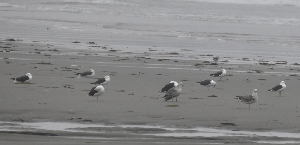 Lesser Black-backed Gull - ML643144279