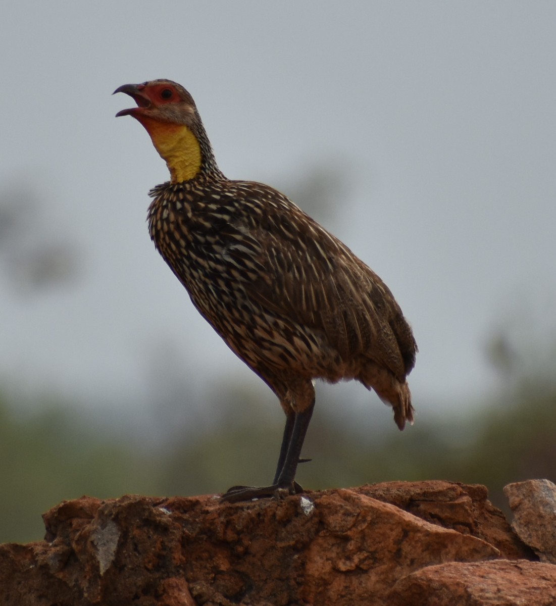 Yellow-necked Spurfowl - ML643144302
