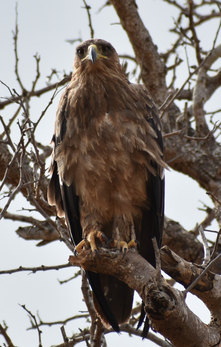 Tawny Eagle - ML643144309