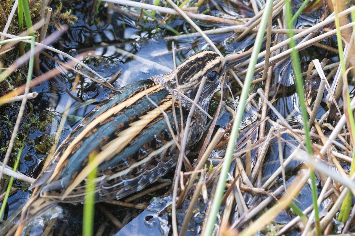 Jack Snipe - ML643144321