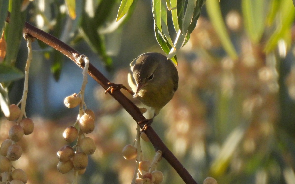 Orange-crowned Warbler - ML643144327
