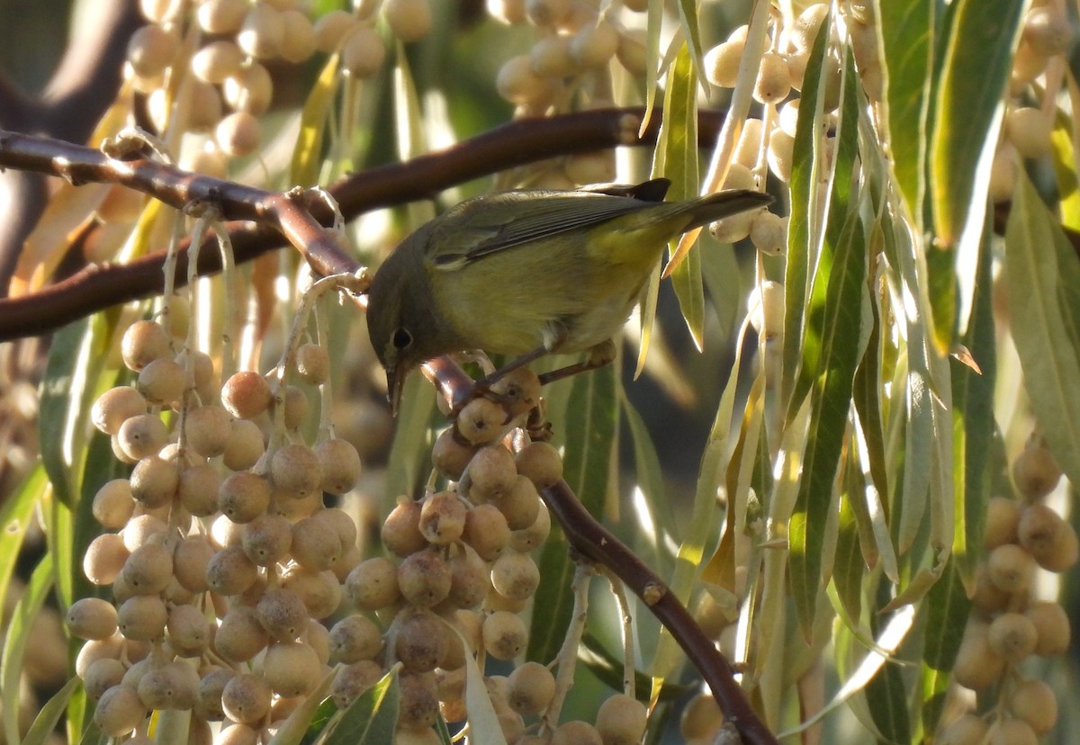 Orange-crowned Warbler - ML643144328