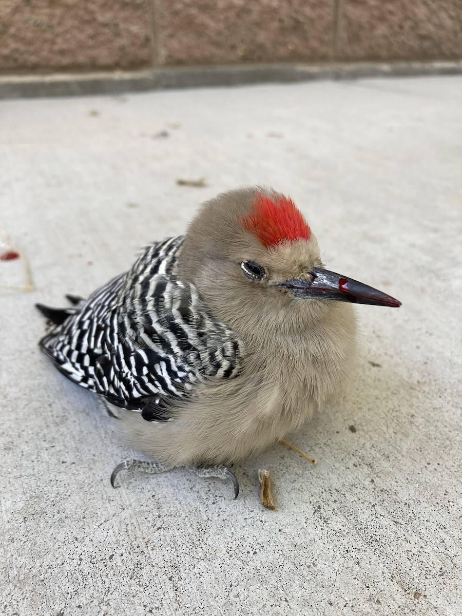 Gila Woodpecker - ML643144336