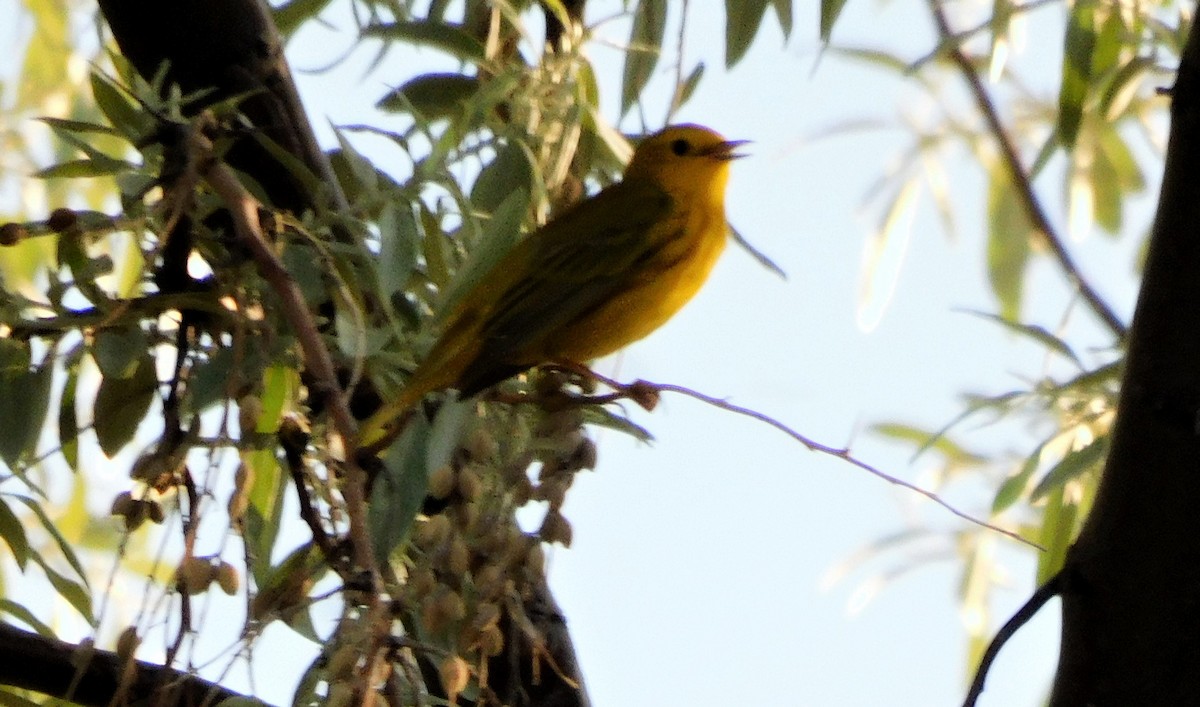 Yellow Warbler (Northern) - ML643144346