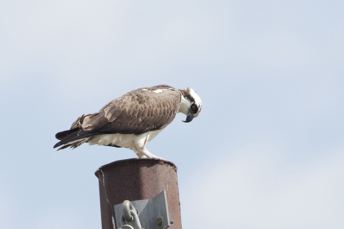 Balbuzard pêcheur - ML643144397