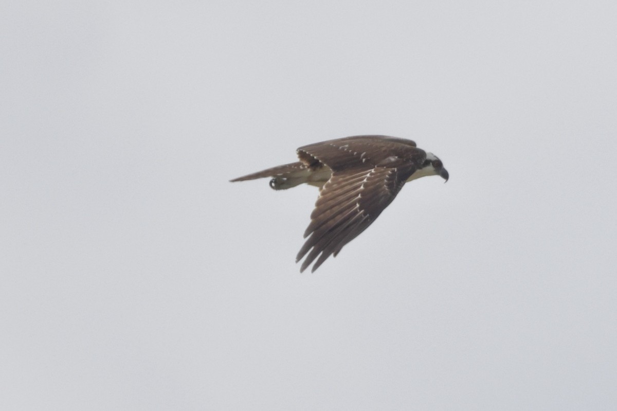 Balbuzard pêcheur - ML643144399