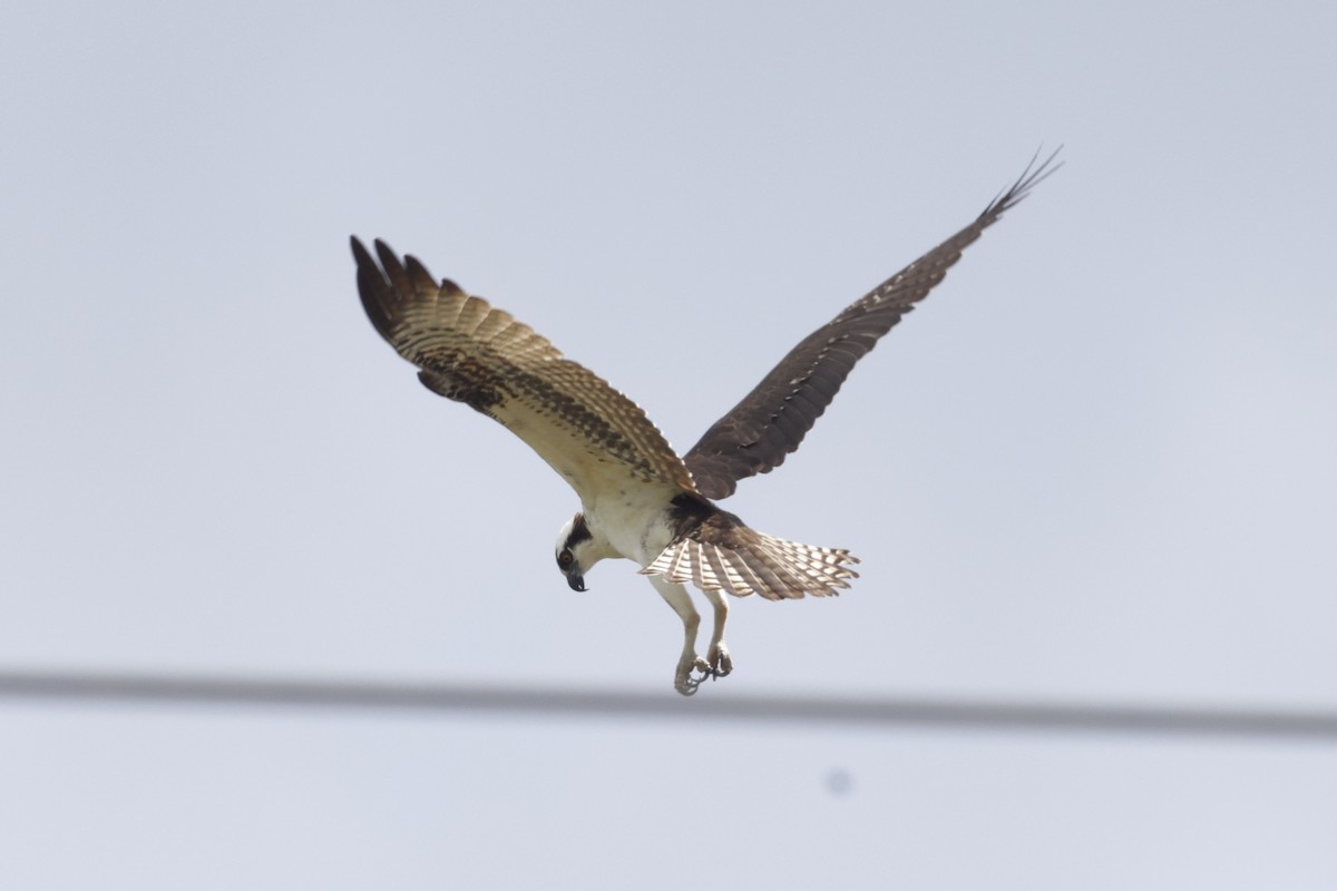 Balbuzard pêcheur - ML643144401
