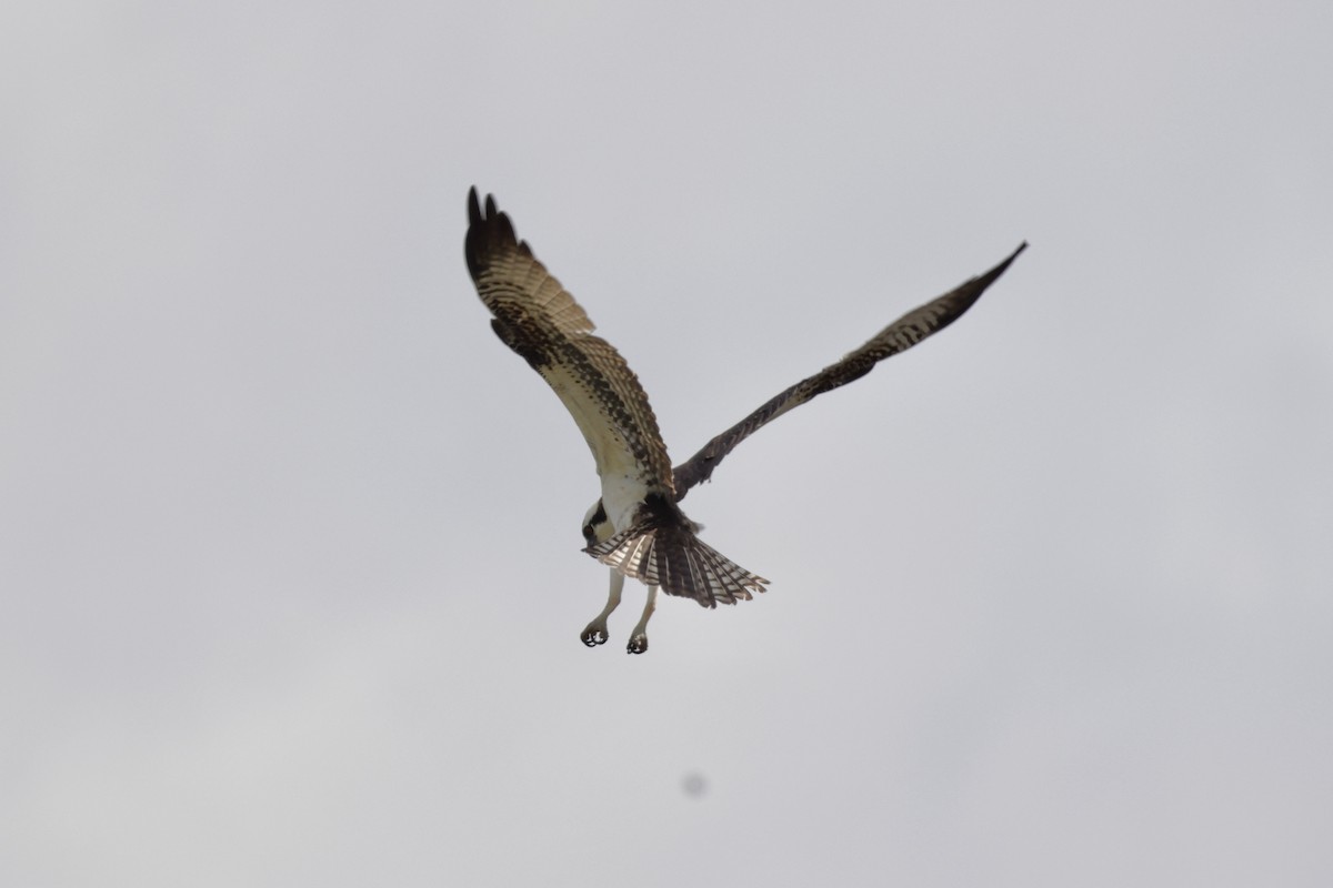 Balbuzard pêcheur - ML643144402
