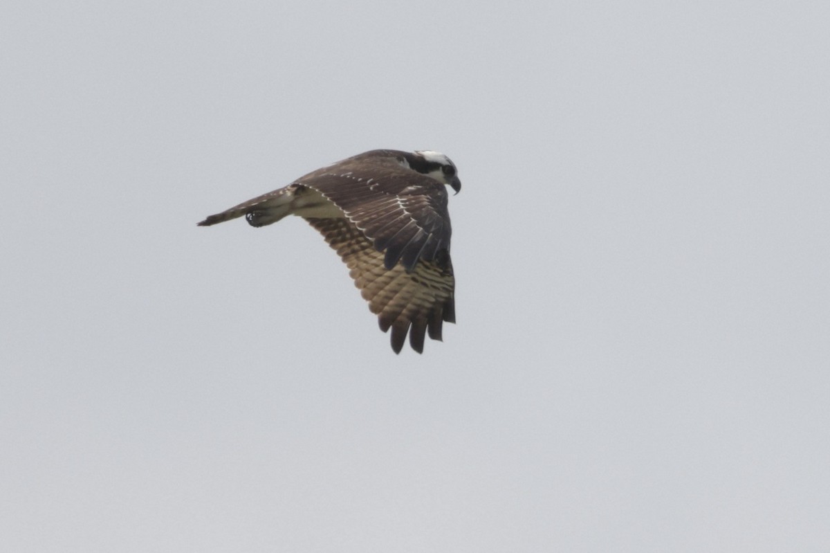 Balbuzard pêcheur - ML643144403