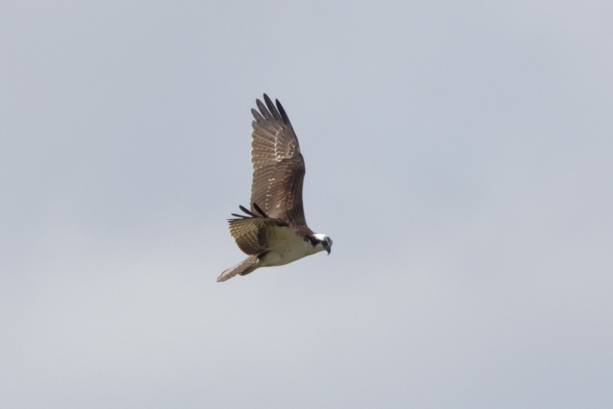 Balbuzard pêcheur - ML643144404