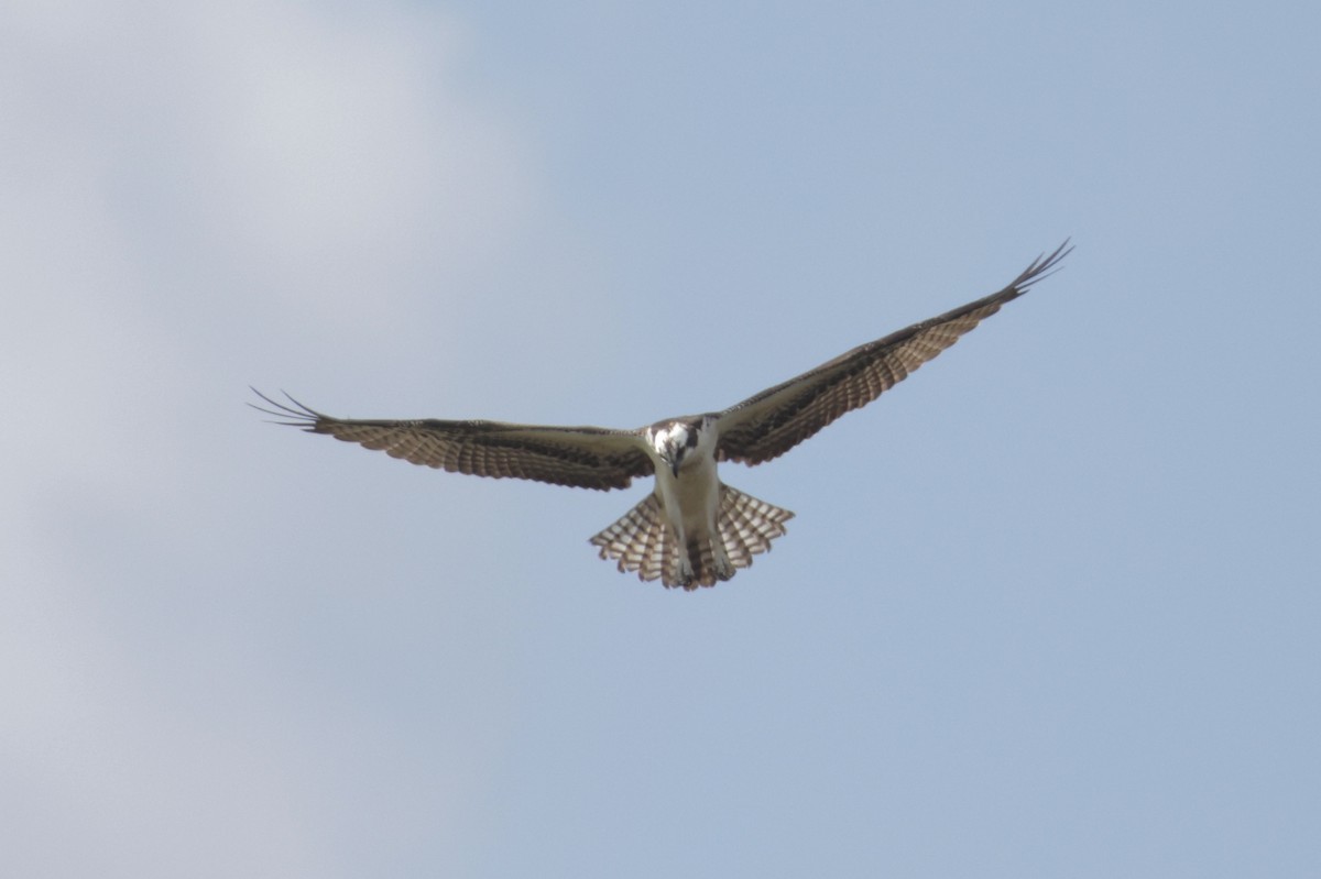 Balbuzard pêcheur - ML643144405