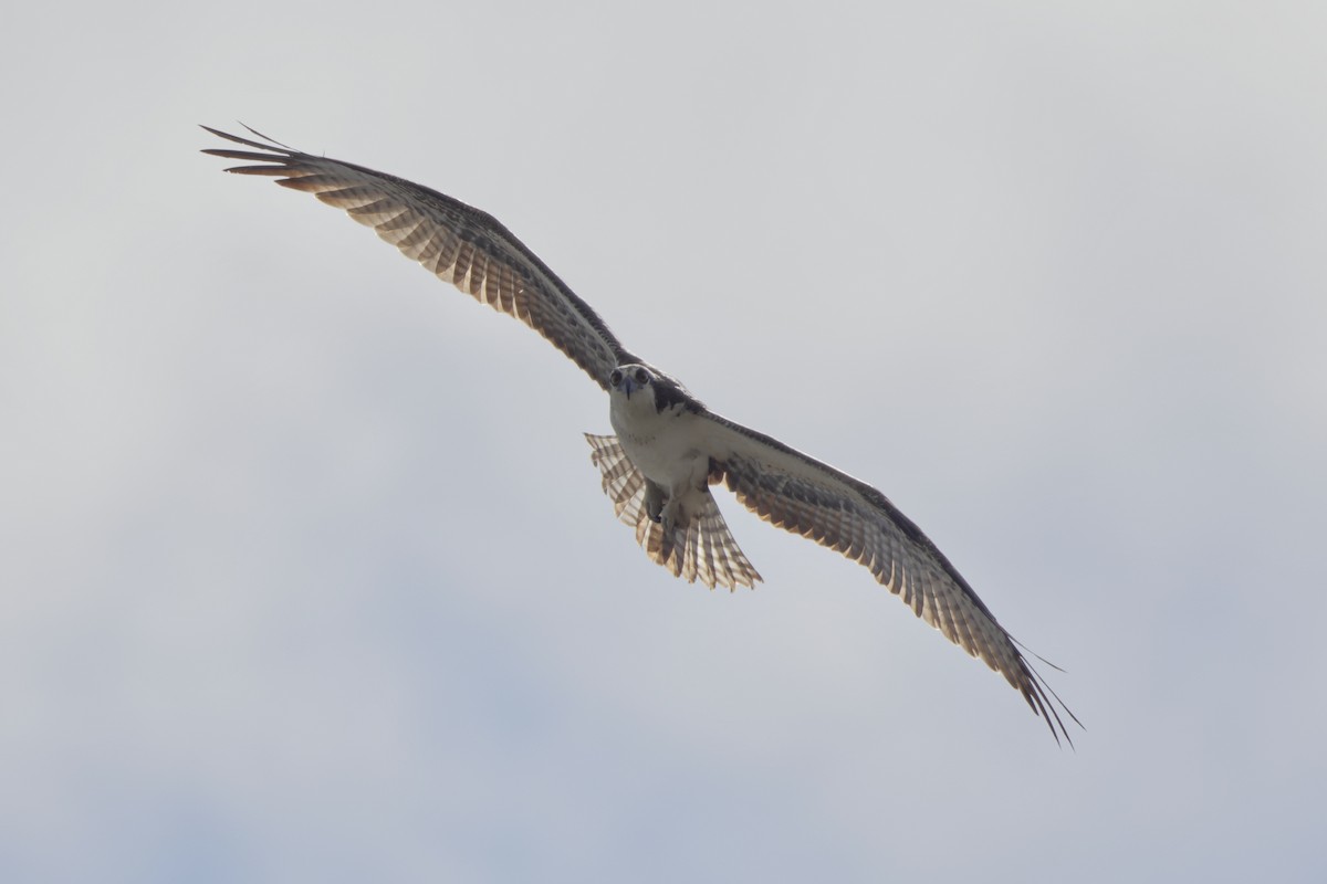Balbuzard pêcheur - ML643144406