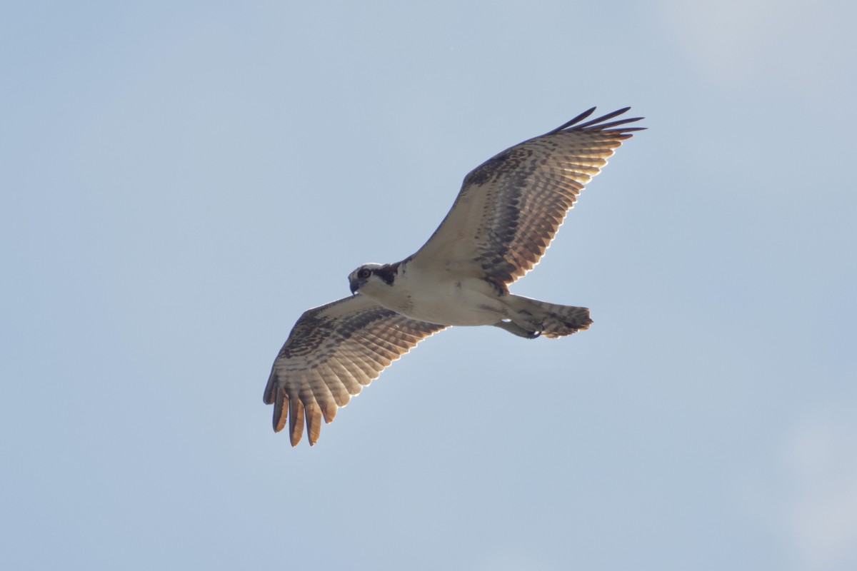 Balbuzard pêcheur - ML643144407
