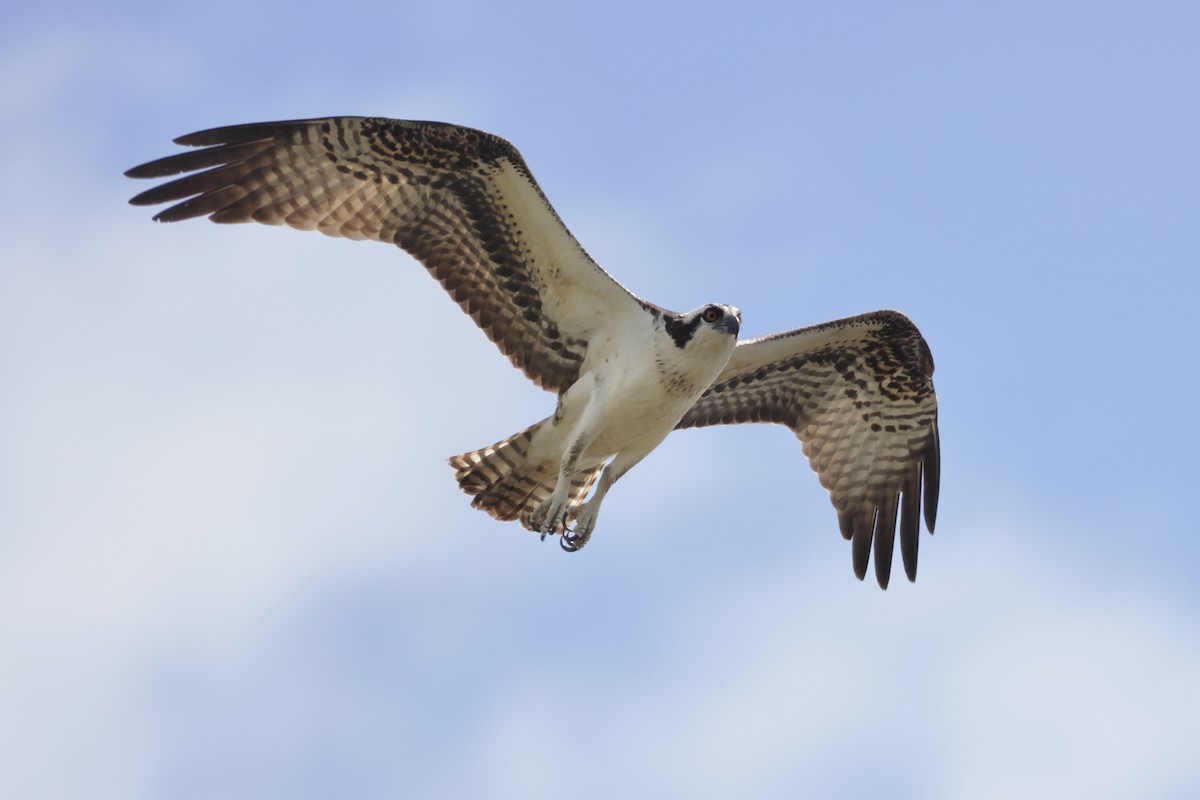 Balbuzard pêcheur - ML643144408