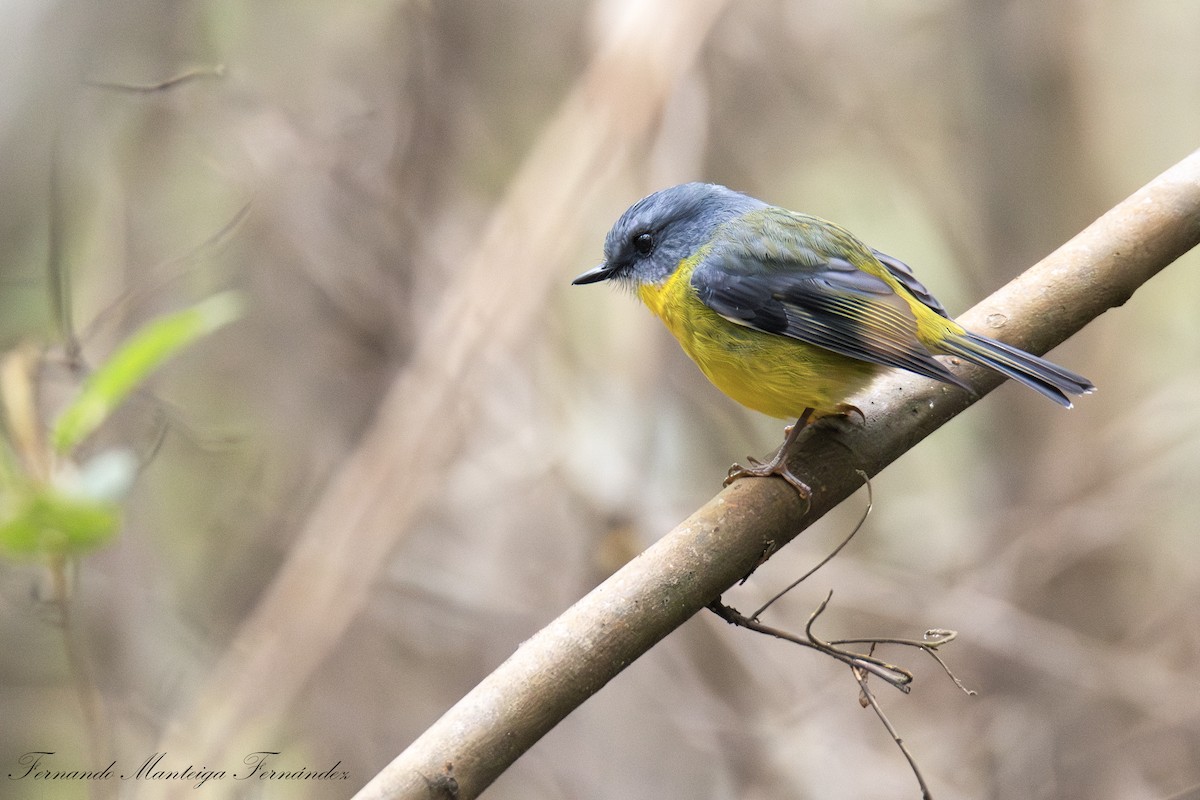 Eastern Yellow Robin - ML643144413