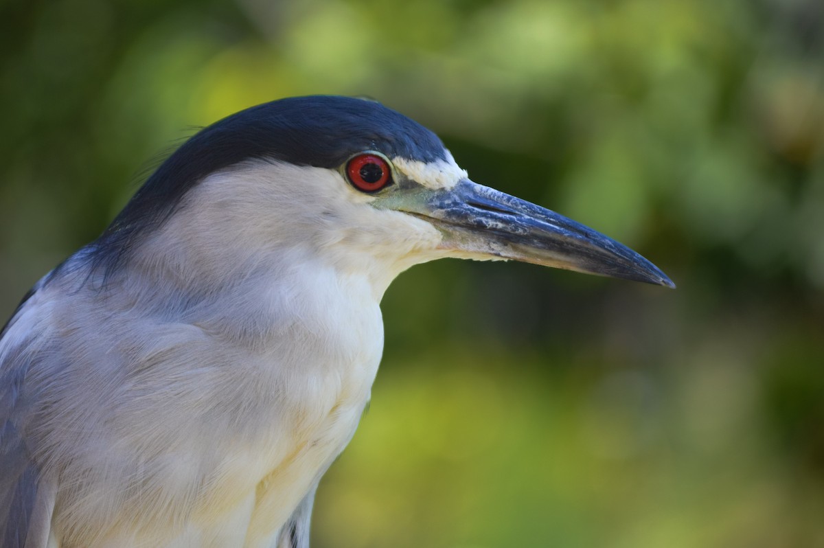 Black-crowned Night Heron - ML643144433
