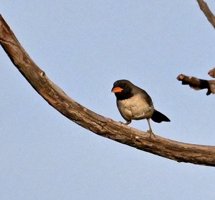 Black-throated Saltator - ML643144434