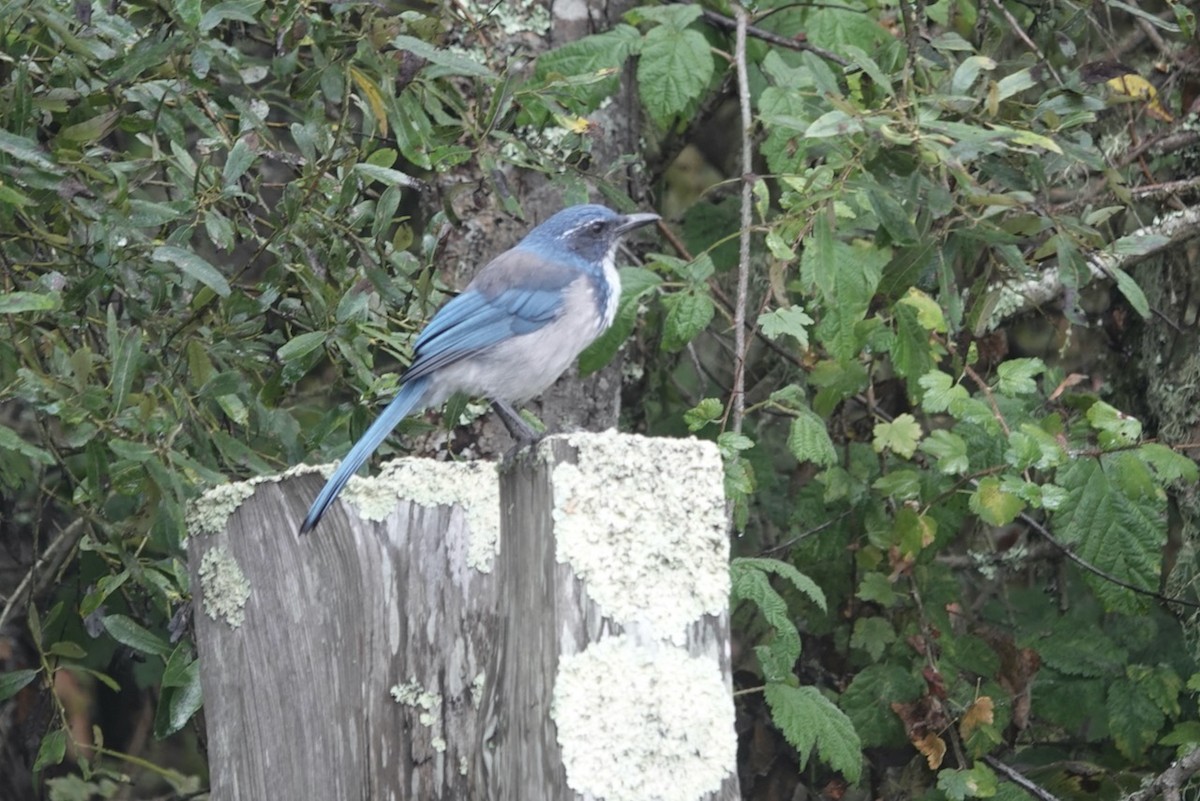 California Scrub-Jay - ML643144435
