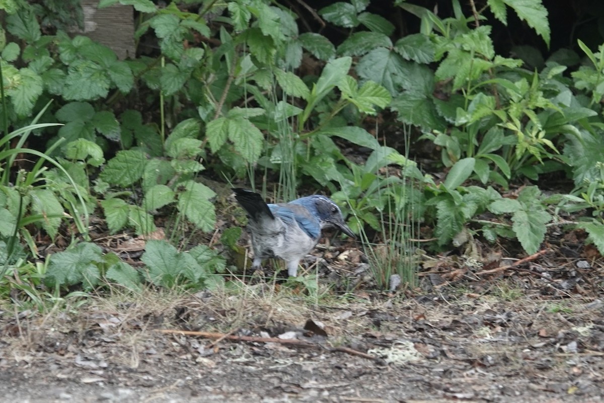 California Scrub-Jay - ML643144437